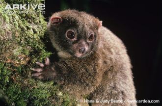 lemuroid-ringtail-possum-close-up